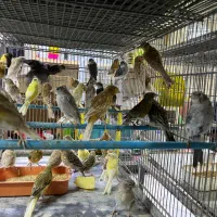 قناری نر و ماده تک و تعداد
