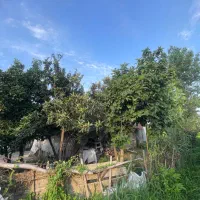 فروش-زمین-498متری-در-دیزبن