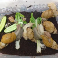 حلزون|خزنده|محمدشهر, محمدشهر|دیوار