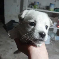 سگ با محبت نژاد کوچولو