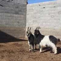 بزغاله دوبر،ترکی،بز میش بره