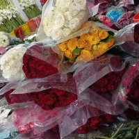 گل رز هلندی درجه یک