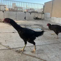 مرغ لاری