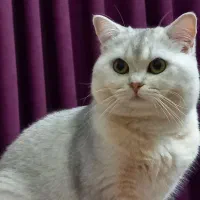 گربه بریتیش نر|گربه|آمل, |دیوار