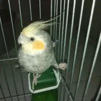 عروس هلندی جوجه