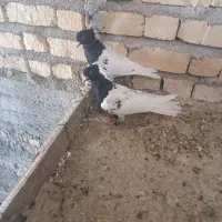 یه جفت کله سیاه
