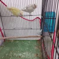 کوتوله فقط معاوضه با عروس لوتینو جفت