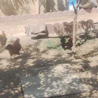 مرغ وخروس وبوقعلمون محلی