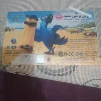 فرش اتاق بچه درحدنو|فرش|مشهد, هفت تیر (آب و برق)|دیوار