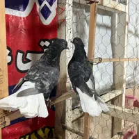 کفتر رنگی سرورسیاه دم سفید