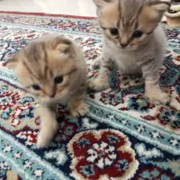 اسکاتیشبالغوبچه
