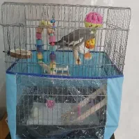 فروش|پرنده|شهریار, کهنز|دیوار