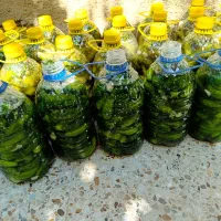 خیار شور|خوردنی و آشامیدنی|سردرود, |دیوار