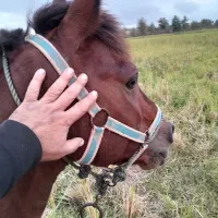 اسب سواری ارام فقیران ۶سال