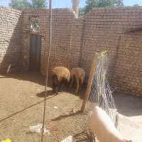 دو‌عدد‌بره‌ماده