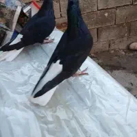دمسفید