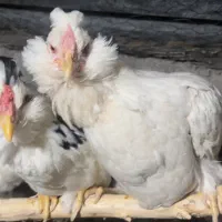 تخم نطفه دار و جوجه گلین چهل تاج ریش|حیوانات مزرعه|تنکمان, |دیوار