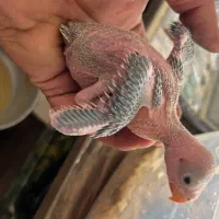 جوجه شاه طوطی