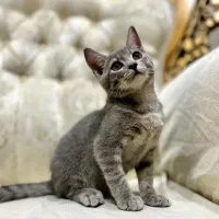 گربه اسکاتیش بلو