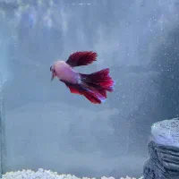 ماهی فایتر و غذای فایتر و دکوری پل و یک زایشگاه|ماهی|مشهد, شهید فرامرز عباسی|دیوار