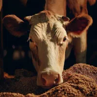 خرید و فروش گاو گوساله