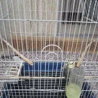 عروس هلندی|پرنده|بجنورد, |دیوار