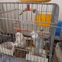 عروس هلندی رام