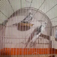 یک جفت عروس هلندی جوان آلبنو دوکت|پرنده|تهران, سازمان برنامه جنوبی|دیوار