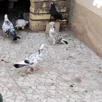 میبد