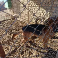 1عدد سگ ژرمن شپرد