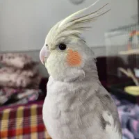 عروس هلندی جفت|پرنده|لاهیجان, لیالستان|دیوار