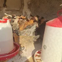 جوجه نیمچه مرغ وخروس جهادی رسمی محلی وگلپایگانی