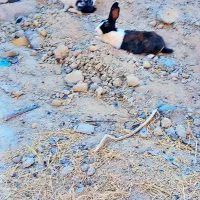 خرگوش|موش و خرگوش|سراوان, |دیوار