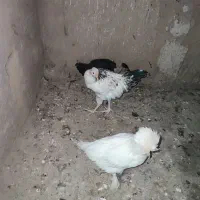 مرغ واردک