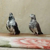 کبوتر تهرانی کاکولی