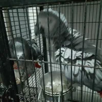 جفت کاسکو مولد سخنگو ۱۰۰درصدتضمینی