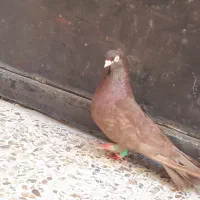 زاغ آبادانی ماده عروسک