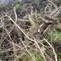 درخت ته درخت از خاک در اومده مجانی