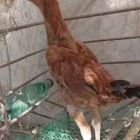 جوجه‌لاری‌و‌مرغ‌کرچ‌لاری
