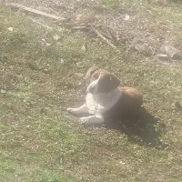 سگ گم شده|حیوانات|اسالم, |دیوار