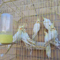 عروس هلندی|پرنده|بندر ماهشهر, |دیوار