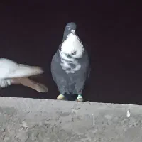 کفتر کراباتی