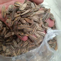 تخمه گل آفتاب|خوردنی و آشامیدنی|اصفهان, فروردین|دیوار