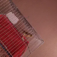 قناری ماده آماده اماده