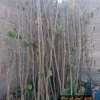 پسته پیوندی/ نیگرا/ بادام تونو/ فرانسیس|خدمات باغبانی و درختکاری|تفرش, |دیوار