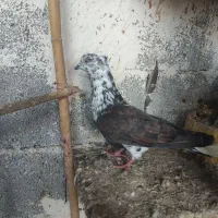 کبوتر پرشی همه چی تموم|پرنده|پارس‌آباد, |دیوار