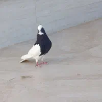 طوق سیاه
