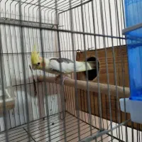 جفت مولد دوکت لوتینو|پرنده|بندر دیر, |دیوار