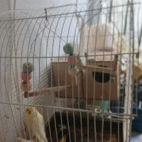 عروس هلندی