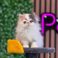 توله گربه پرشین اگزوتیک